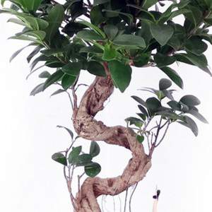 Bomai Ficus Ginseng vaso 30 cerâmica