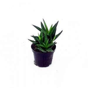 Aloe vaso 10 cm