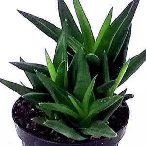 Aloe leaf Flowerpot 10