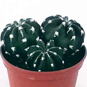 Szczegóły rośliny Echinopsis