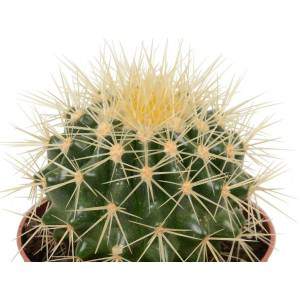 Echinocactus grusonii Flowerpot 10 cm