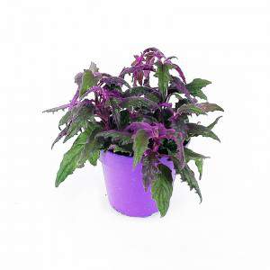 Gynura flowerpot 12 cm