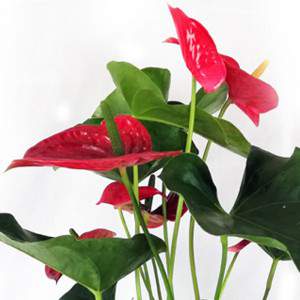 Anthurium  fiore e foglie