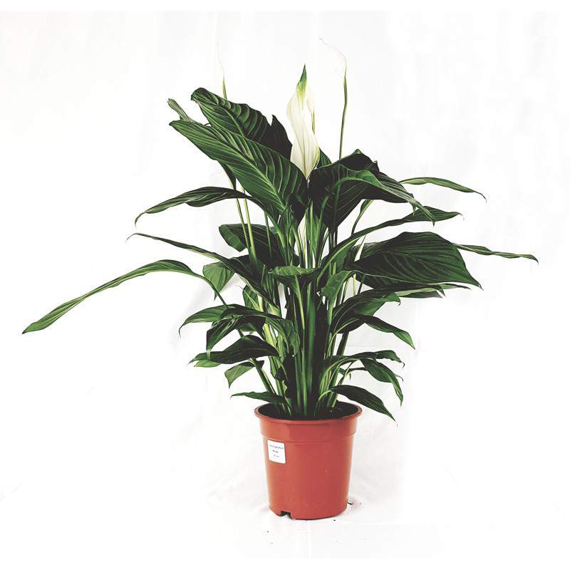 Spatifillum alfetta flowerpot 19 cm
