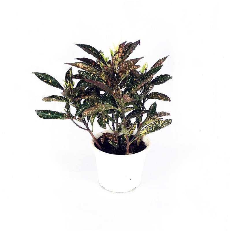 Croton vaso 18 cm
