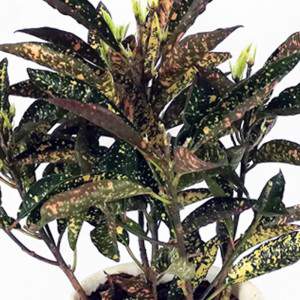 Croton flowerpot 18 cm