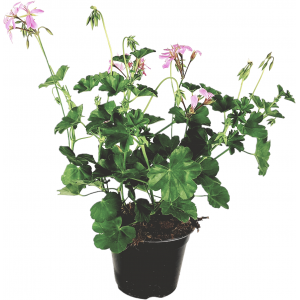 Parisian hanging pink geranium flowerpot 14