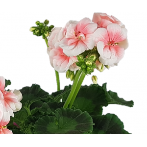 Zonal geranium pink flowerpot 14 cm