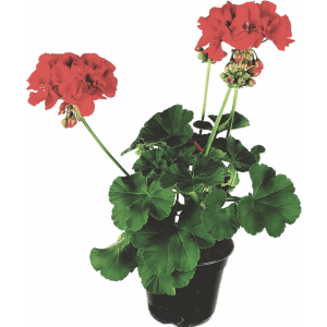 Zonal geranium red flowerpot 14 cm