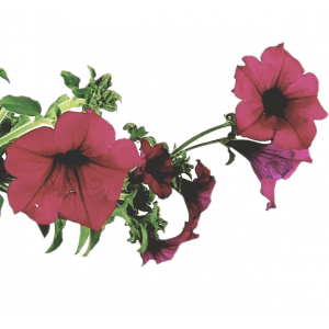 Surfinia hanging petunia fuchsia flower