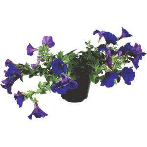 Surfinia hanging petunia lilac flowerpot 14 cm