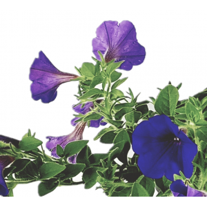 Surfinia hanging petunia lilac flowerpot 14 cm