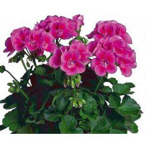 Zonal fuchsia GERANIUM...