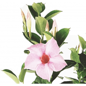 Dipladenia pink flowerpot 14 cm