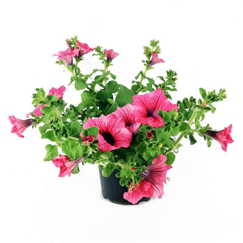 Surfinia or hanging petunia hot red flower