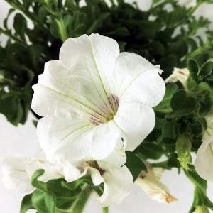 fiore bianco di surfinia in vaso14