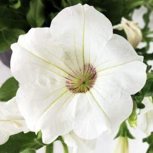 Petunia white flower vase 14