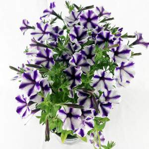 Surfinia oder Petunia fallen lila gestreifte Vase 14