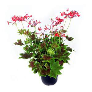 Ancient geranium or red pelagone