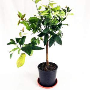 Vase de jeune arbre de citron 22