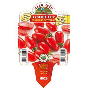 Lobello vaso data tomate 10cm
