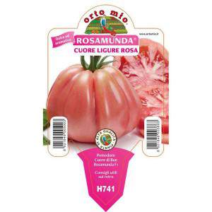 Pomidor Rosamunda, różowe serce liguryjskie, wazon 10cm
