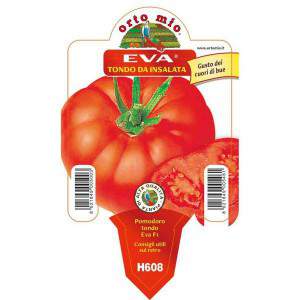 Tomaten EVA Salat rund