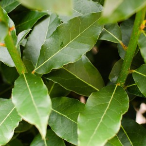 Laurel leafs