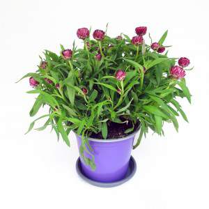 planta verde e flores roxas