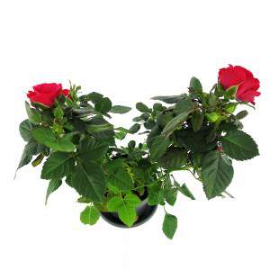 pianta rose rosse e grandi foglie verdi