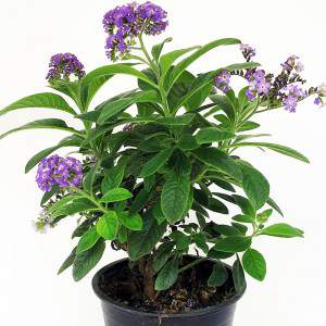 Pflanze Heliotropium lila Blüten