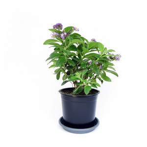 pianta heliotropium fiori viola