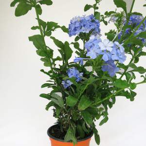 pianta plumbago fiori azzurri