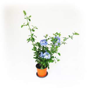 Plumbago planta flores azules