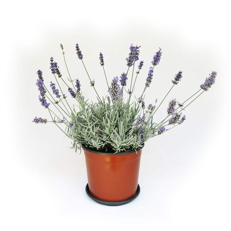 lavender plant light sprigs