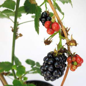 big sweet blackberries