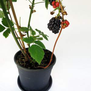 plant giant blackberry berries