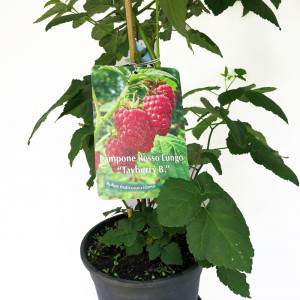 raspberry berries plant