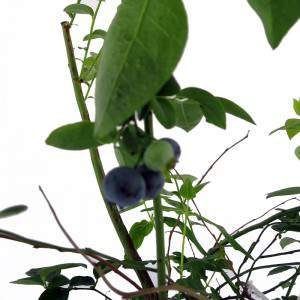 mirtilos pequenos blueberries escuro