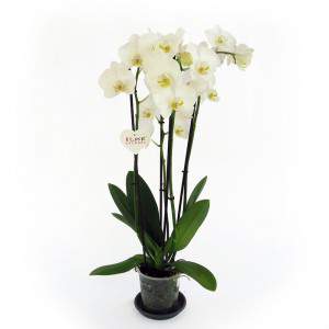 White orchid plant