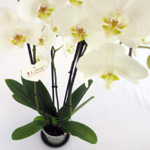 Orchidea bianca fiori