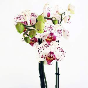 Biała roślina orchidei