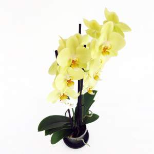 Yellow orchid plant