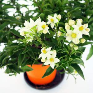 narrow, green leaves and white flowers