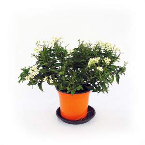 Solanum plant jasminoid white flowers