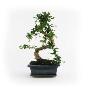 Roślina bonsai Carmona 15cm