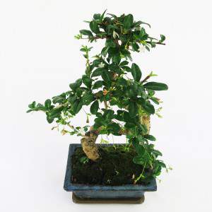 Carmona bonsai roots
