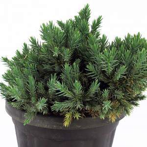 Planta de Juniperus