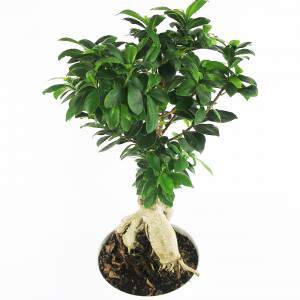 Raízes de bonsai ficus ginseng
