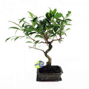 Bonsai ficus pianta